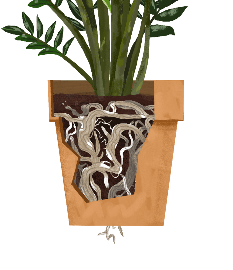 ZZ Plant Plant Care Guide